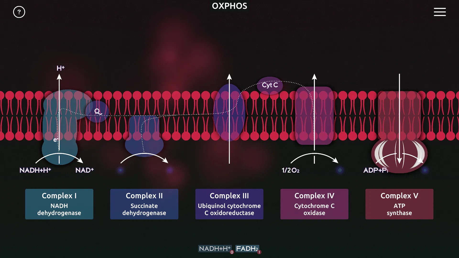 BiochemCity OXPHOS folyamat képernyő